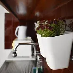 Olive - Happyhostgr - Downtown