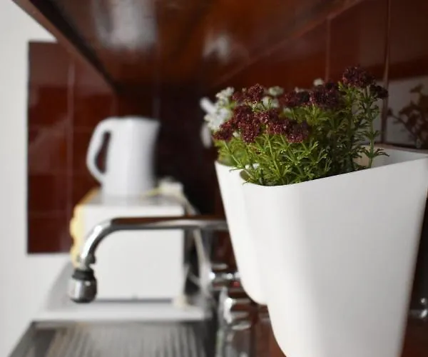 Olive - Happyhostgr - Downtown